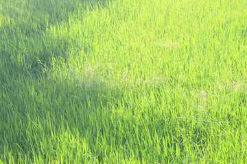 Green rice field background in top view for graphic design or wallpaper.