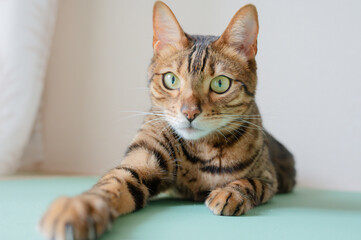 リラックスする猫