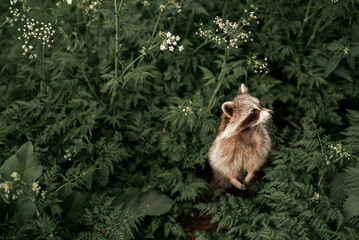 Racoon in the bush standing on two legs