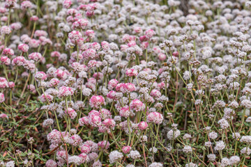 Eriogonum parvifolium, family Polygonaceae, dune buckwheat, coast buckwheat, cliff buckwheat, seacliff buckwheat. Soberanes Point Trail, California State Route 1, Monterey County, California. 