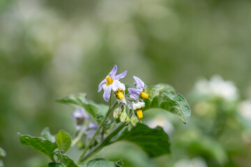 Solanum douglasii is a North American species of plant in the family Solanaceae, greenspot nightshade. Soberanes Point Trail, California State Route 1, Monterey County, California.	