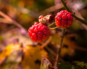Zwei pralle, leuchtend rote Beeren hängen am Strauch und fangen die warmen Strahlen der...