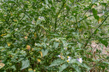 Solanum douglasii is a North American species of plant in the family Solanaceae, greenspot nightshade. Soberanes Point Trail, California State Route 1, Monterey County, California.	