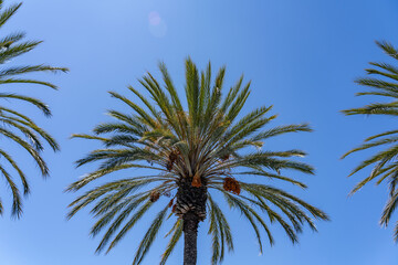Phoenix Dactylifera Date Palm Floweringplant