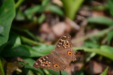 Orange Butterfly Close-Up with Black Wing Patterns on White Background &ndash; Macro Nature Photography