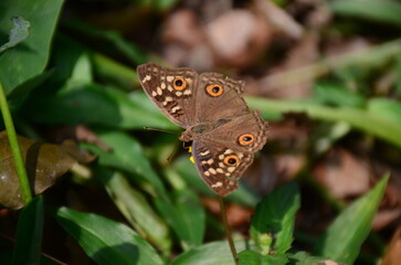 Orange Butterfly Close-Up with Black Wing Patterns on White Background – Macro Nature Photography