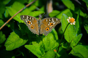 Orange Butterfly Close-Up with Black Wing Patterns on White Background – Macro Nature Photography