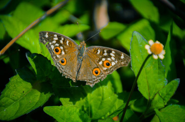 Orange Butterfly Close-Up with Black Wing Patterns on White Background – Macro Nature Photography