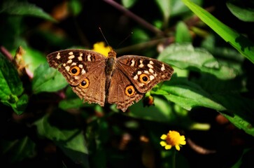 Orange Butterfly Close-Up with Black Wing Patterns on White Background – Macro Nature Photography