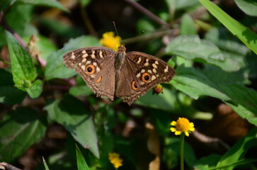 Orange Butterfly Close-Up with Black Wing Patterns on White Background – Macro Nature Photography