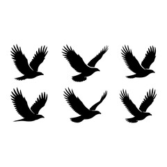 Black eagles in flight hawk bird