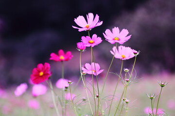 秋の野に咲くコスモスの花