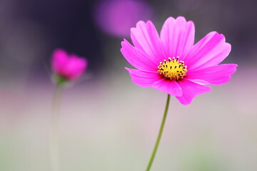 秋の野に咲くコスモスの花