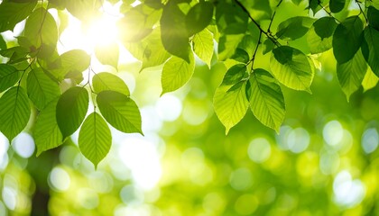 Sunlight filtering through lush green leaves creating a serene nature scene