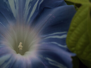 8月に美しく咲いた青色の朝顔の花