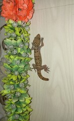 Beautiful Gecko (lizard) clings to the wall, its intricate skin patterns with spiky scales visible,...