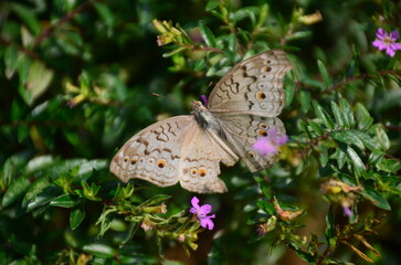 White Butterfly on Pink Clover Flower – Macro Nature Photography with Soft Focus and Green Background