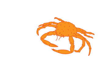 Alaskan Snow Crab Art Illustration