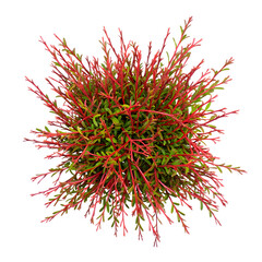 Naklejka premium Aerial View of Red-Stemmed Creeper Plant, Lush Green Foliage, Vibrant Texture