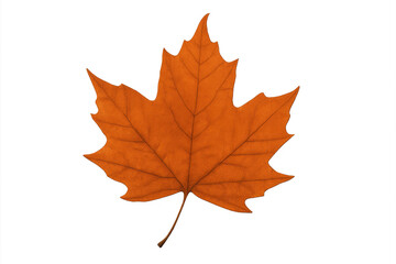 Obraz premium Vibrant orange maple leaf on transparent background for autumn designs