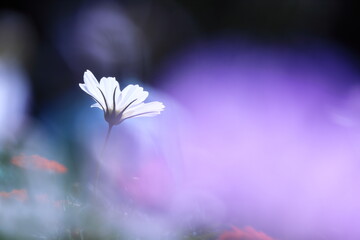 幻想的で美しいコスモスの花