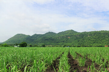 Natural atmosphere of an agricultural garden