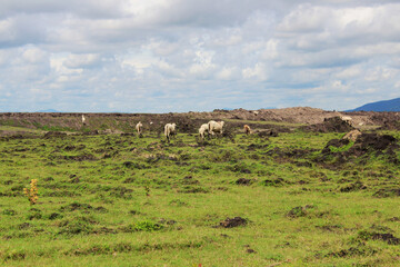 Landscape of grasslands and cattle farms