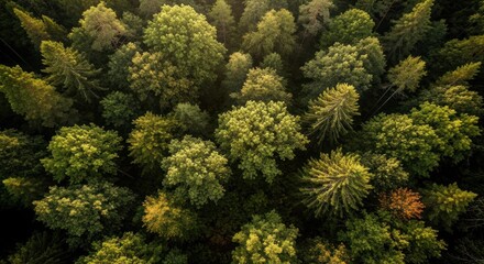 Naklejka premium Aerial view of lush, green forest canopy, textures highlighted by dappled sunlight