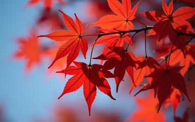 Red maple leaves in autumn season with blue sky background. Selective focus. High quality