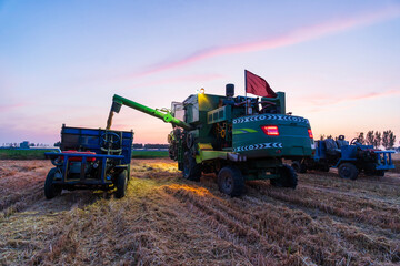The combine is harvesting the wheat in the evening