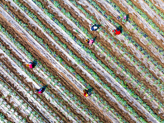Farmers are working in the watermelon field.