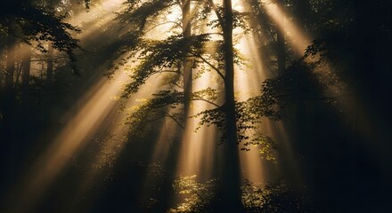 Golden Rays Piercing the Misty Forest Canopy