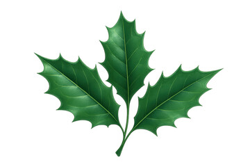 Fototapeta premium Holly leaves creating festive atmosphere on transparent background