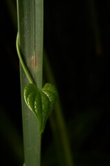 Close-Up of a Twisting Vine Embracing a Stem with Heart-Shaped Leaf