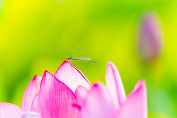 Lotus and damselfly, A close up