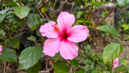 Vibrant pink hibiscus flower portrait blooming in lush garden environment
