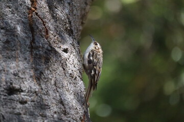 Brown creeper 