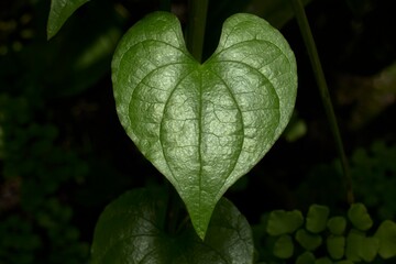 Close-Up of a Vibrant Heart-Shaped Green Leaf in Natural Light