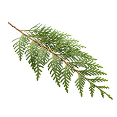 christmas tree branches