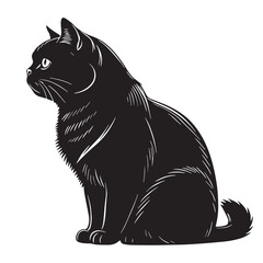 black exoticshorthair Silhouette Vector, High Quality Illustration on White Background