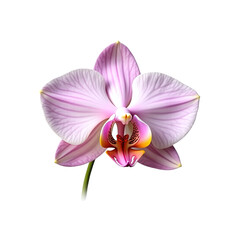 Fototapeta premium Exquisite Pink Orchid Blossom on Black Background a Study in Floral Beauty and Detailed Botanical Art Close Up View