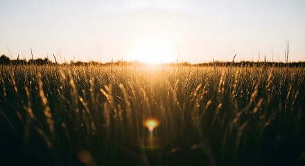 Golden Sunset Through a Field of Tall Grass