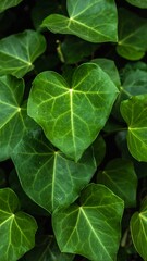 Lush green foliage, heart-shaped leaves densely packed