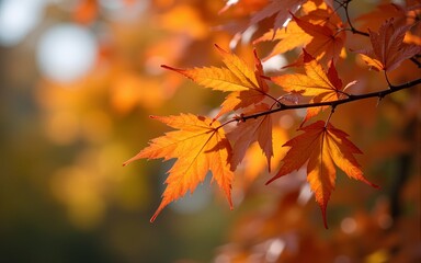 autumn  leaves. High quality