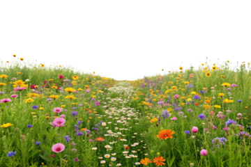 Vibrant wildflower meadow with colorful blooms creating a natural path through lush green grass, isolated on a transparent background
