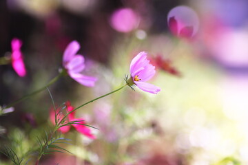幻想的で美しいコスモスの花