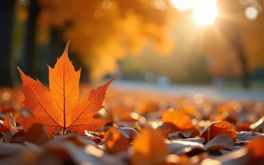orange fall  leaves in park, autumn natural background. High quality