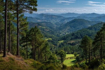 Panoramic mountain valley view through pine forest