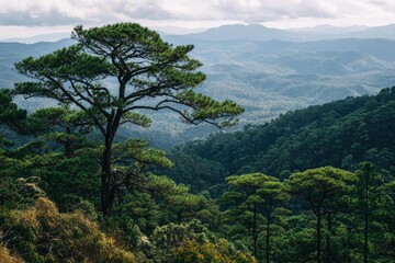 Lush pine tree atop a misty mountain range
