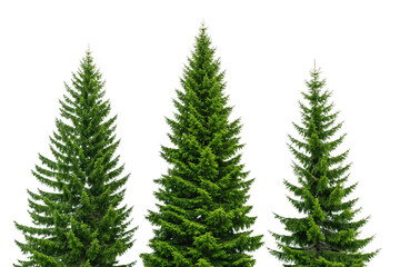 Obraz premium Three mature spruce trees with full green branches and classic coniferous triangular silhouette, isolated on a transparent background